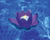 Floating Blossom Swimming Pool Light (Choose Quantity)
