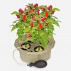 Homegrown<BR>Hydroponic Pepper Kit