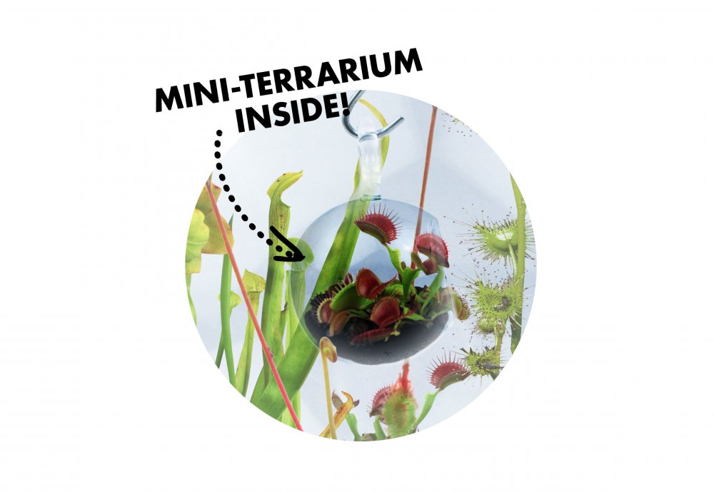 Terrarium in a Terrarium - Carnivorous  Creatures