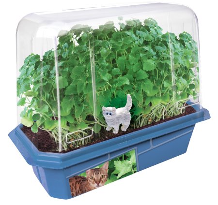 Grow Your Own Catnip<br> 2 Pack