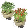 Homegrown<BR>Hydroponic Pepper Kit