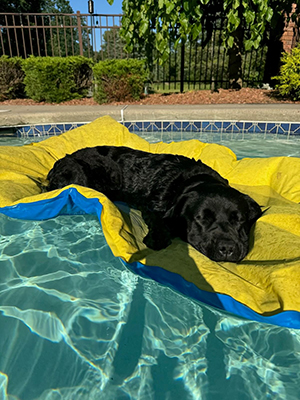 dog sleeping on raft in swimming pool