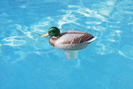 Duck Chlorine Dispenser In Swimming Pool