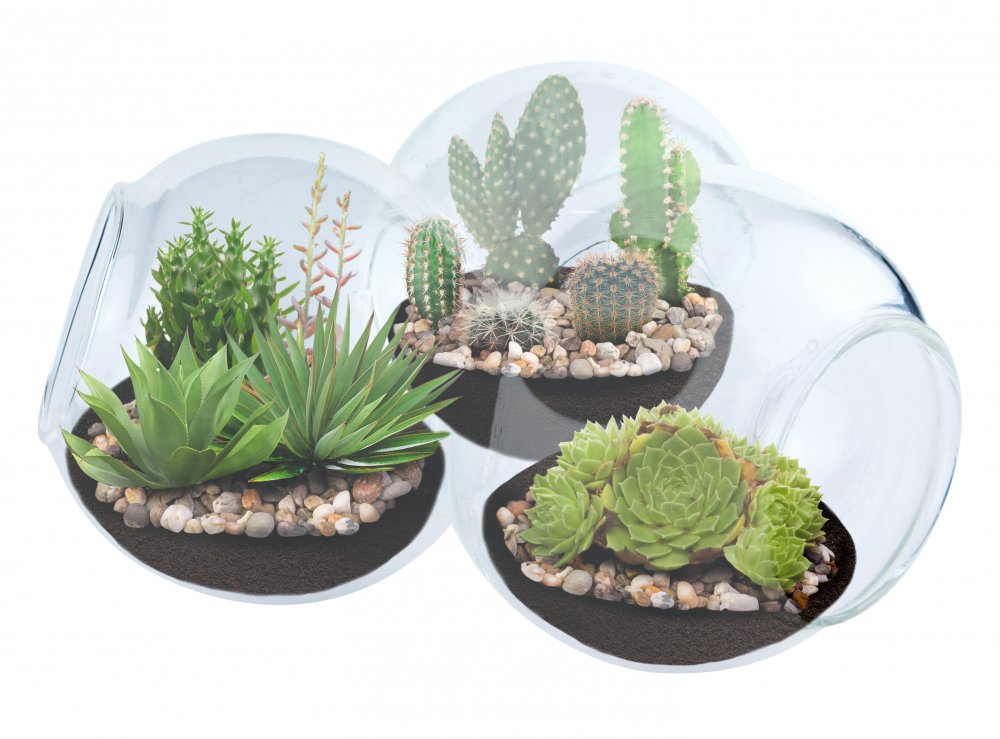Triple Sphere Desert Terrarium <br> (Cacti, Sedum, Succulents)