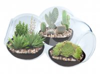 Triple Sphere Succulent, Cacti, and Sedum Collection