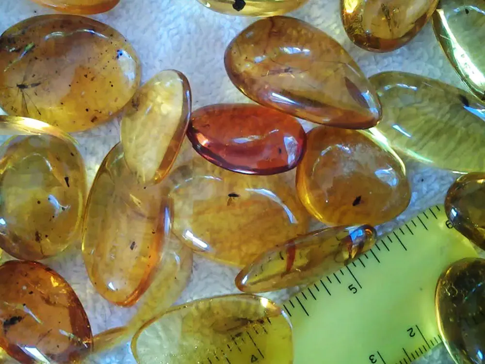 Authentic Dominican Amber - Fossilized Insects 